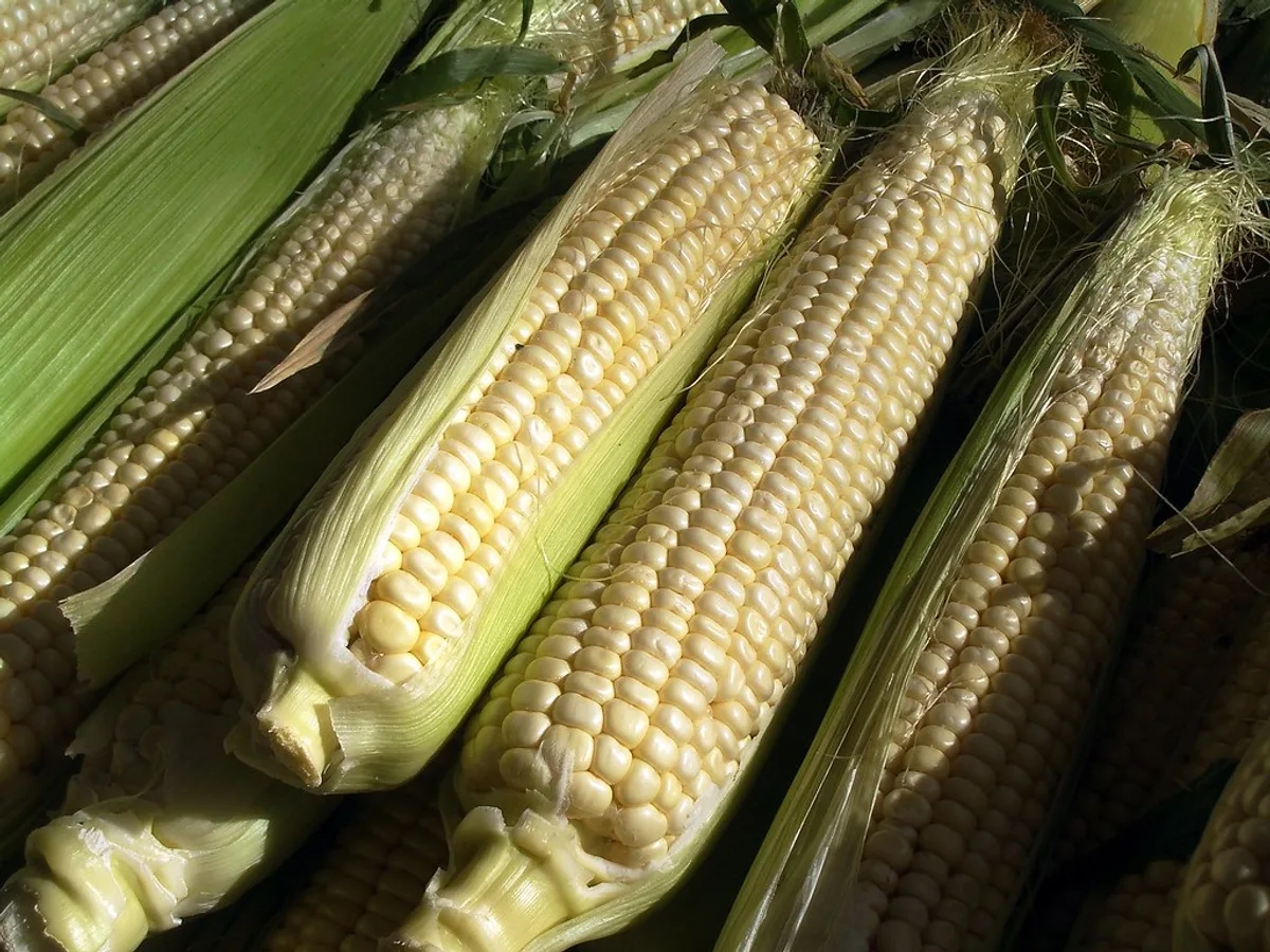 Sweet Corn